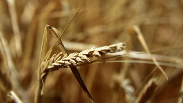 Ukrayna buğdayda ihraç kısıtlamalarını kaldırmak istiyor