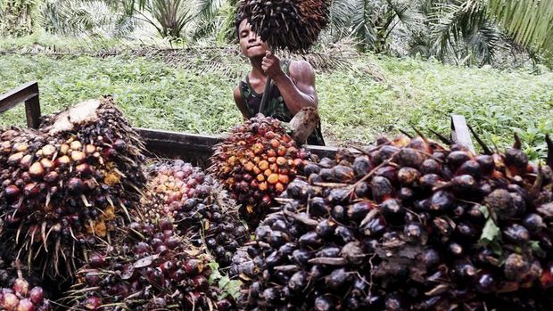 Endonezya rafine palm yağı ihracatına uyguladığı yasağı genişletebilir