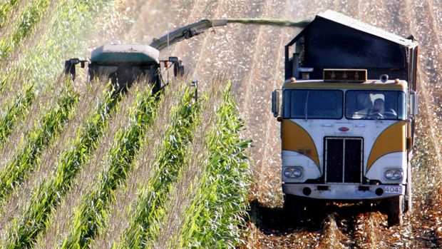 Tarım Bakanlığı, GDO'lu dört soya ve mısır çeşidine daha onay verdi -  Bloomberg HT