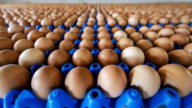 Yumurtacılar Rekabet soruşturmasına tepkili