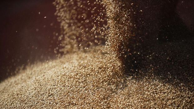 Kazakistan buğdayda ihracat kotalarını uzatmayı planlıyor