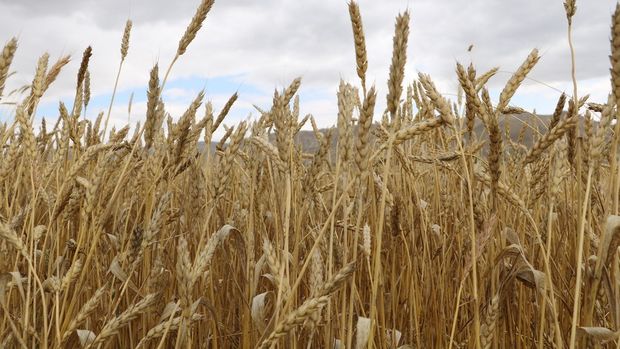 Tohumluk buğday fiyatı yüzde 200 zamlandı