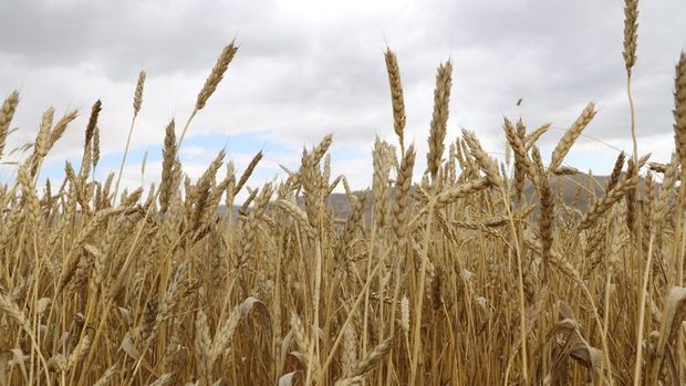 Ukrayna: Tahıl sevkiyatının bu hafta sonuna kadar başlaması bekleniyor
