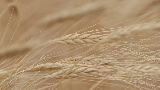 TMO 455 bin ton ekmeklik buğday ithalatı ihalesi açtı