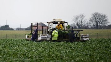 İngiliz sendikadan hükümete "gıda krizi" uyarısı