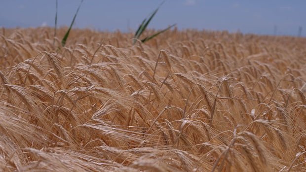 Rusya ve BM tahıl anlaşmasını görüşecek