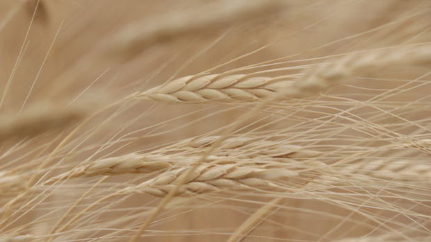 TMO'nun buğday ithalatı ihalesinde maliyet belli oldu