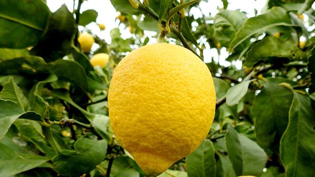 Üretici, nar ekşisi kararının benzerini limon suyu için de bekliyor
