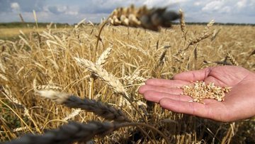 Türkiye'nin ekmeklik buğdayda yeterlilik derecesi yüzde 7...
