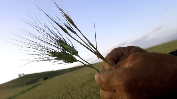 Hububat Konseyi buğday rekolte tahminini açıkladı