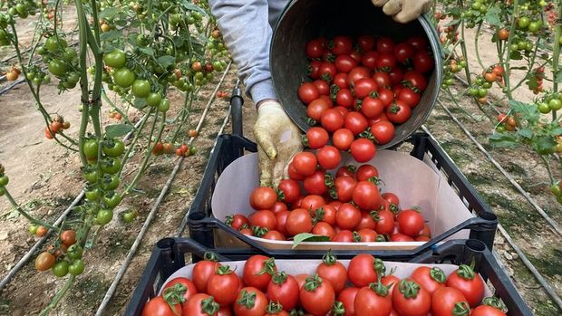 Rusya'ya domates kotası 500 bin tona yükseltildi