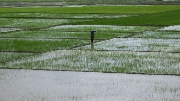 Hindistan'dan pirinç ihracatına yeni kısıtlama