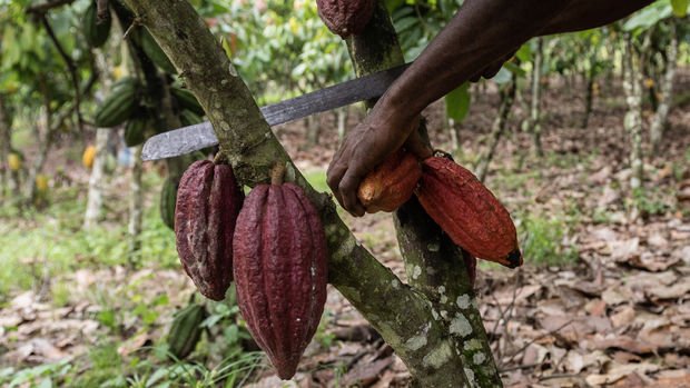 Çikolatada kakao kıtlığı riski