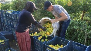 Tarımda üretici enflasyonu aylık bazda düştü