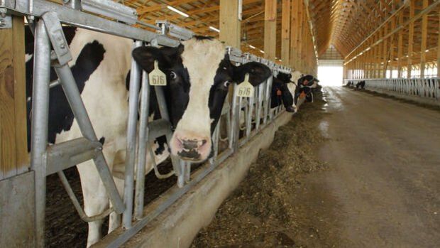 Çiğ süt tavsiye fiyatı yüzde 17,4 artırıldı
