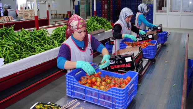 Türkiye'nin tarım, gıda ve içecek ihracatı 26,5 milyar dolara çıktı