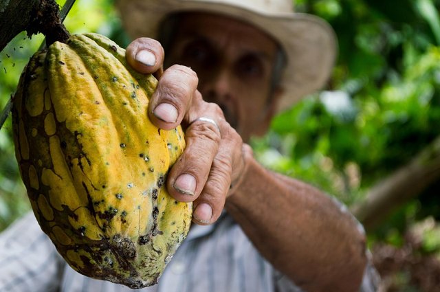 Kakao rekorda, peki diğer tarımsal ürünler?