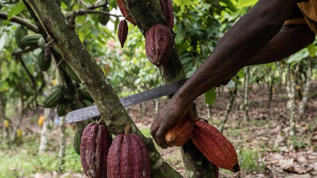 Kakao fiyatları 10 bin doları aştı