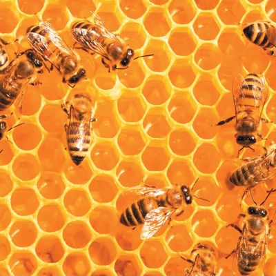 Arı Popülasyonundaki Çöküş Durdurulamıyor
