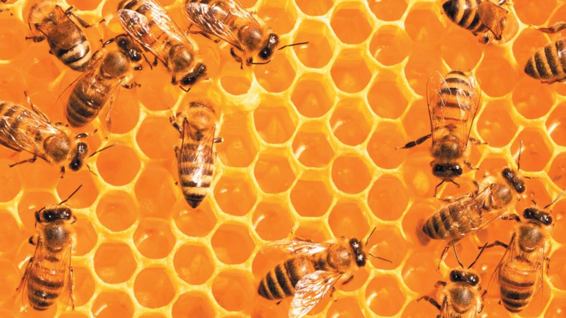 Arı Popülasyonundaki Çöküş Durdurulamıyor
