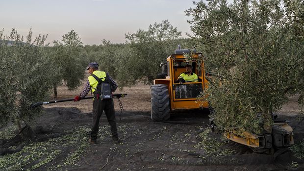 İspanya, zeytinyağı rekoltesinde yüzde 48 artış bekliyor