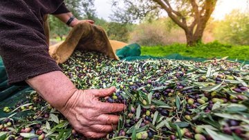 Marmarabirlik zeytin alım fiyatlarını açıkladı