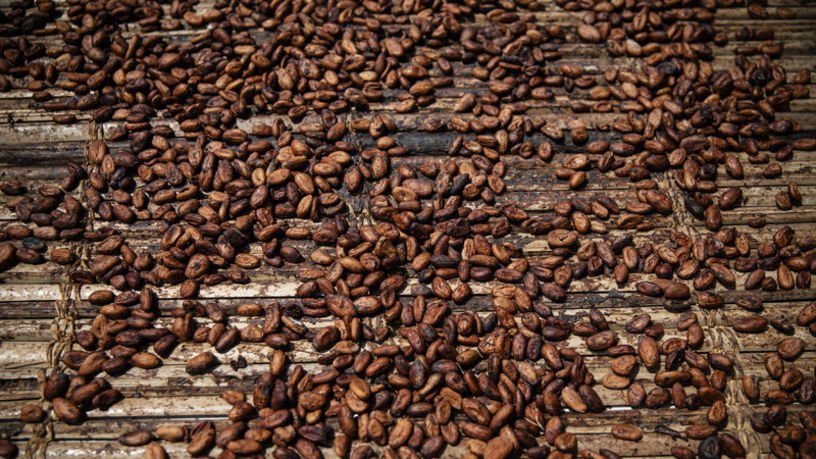 Kakao fiyatları Hershey talebiyle sıçradı Kakao fiyatları Hershey talebiyle sıçradı