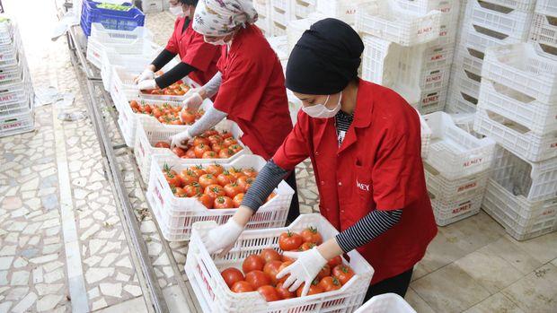 "Bu fiyatlar, pestisit kalıntı problemini artırır"