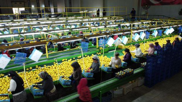 Limon ihracatı durduruldu