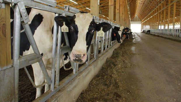 Toplanan inek sütü miktarı yüzde 5,4 geriledi