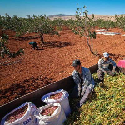 Tescilin Adı Var Tadı Yok