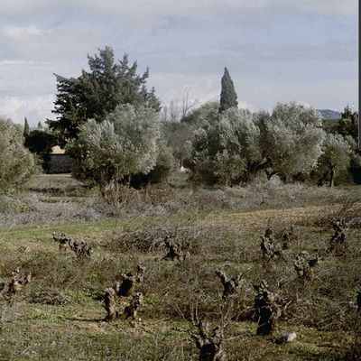 Zeytinyağının Çalkantılı Altın Çağı