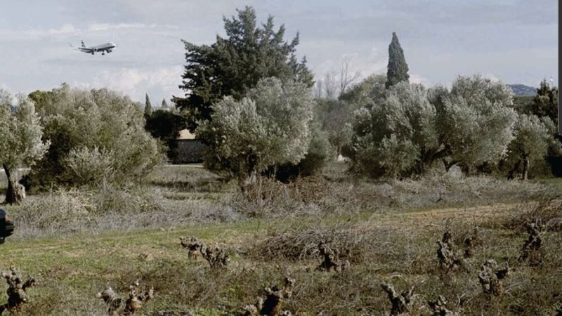 Zeytinyağının Çalkantılı Altın Çağı