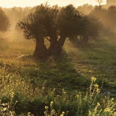 Zeytinde “Var” Yılı “Kâr” Yılı Olmayabilir