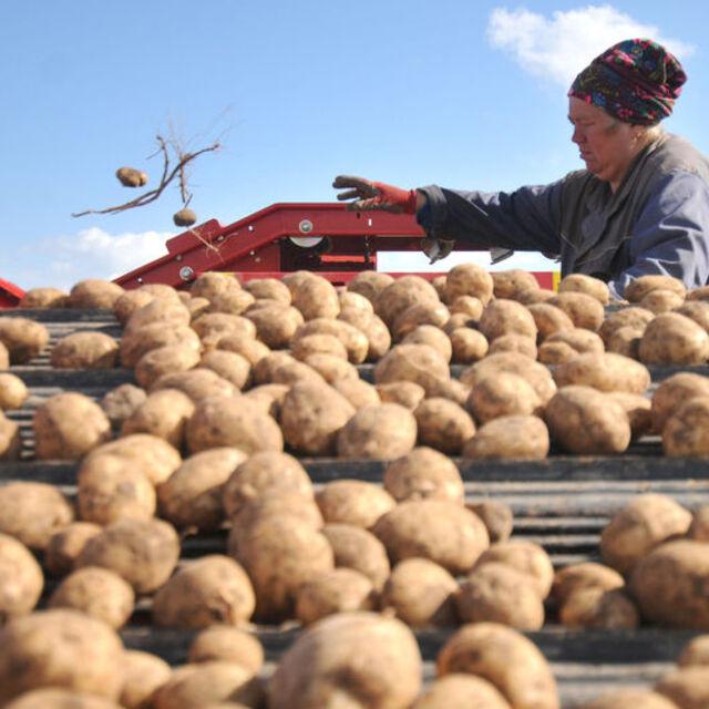 Ağustos'un fiyat artışı galibi: Patates - 13 yıl önce