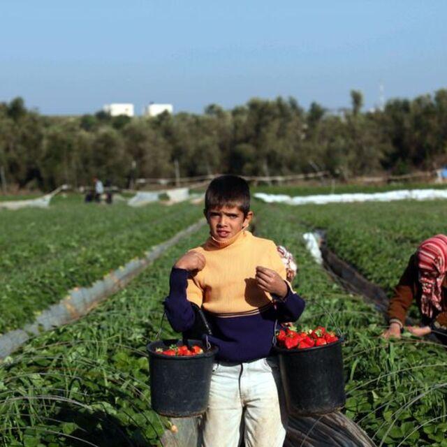 Analiz: Türkiye ekonomisine 2014'te tarım damgasını vurdu - 11 yıl önce