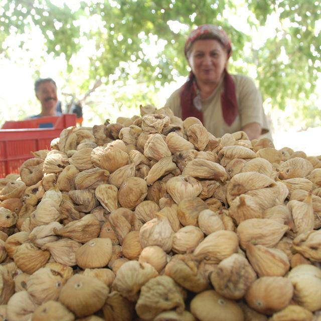 Ege Bölgesi kuru incir rekolte tahmini açıklandı - 9 yıl önce