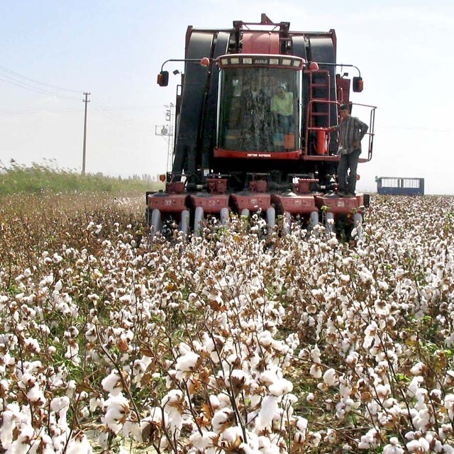 Pamukta yeni ekim modeli verimi yüzde 25 artırdı