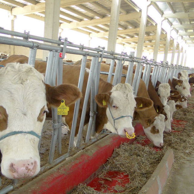 Hayvan yeminde gümrük vergileri sıfırlandı