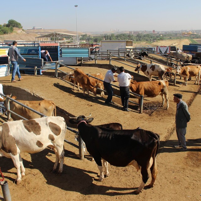 "Büyükbaş hayvancılık yapmak akıl karı değil"