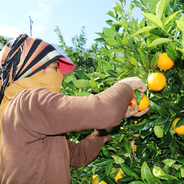 Narenciye üreticisi işçi bulamıyor - 8 yıl önce