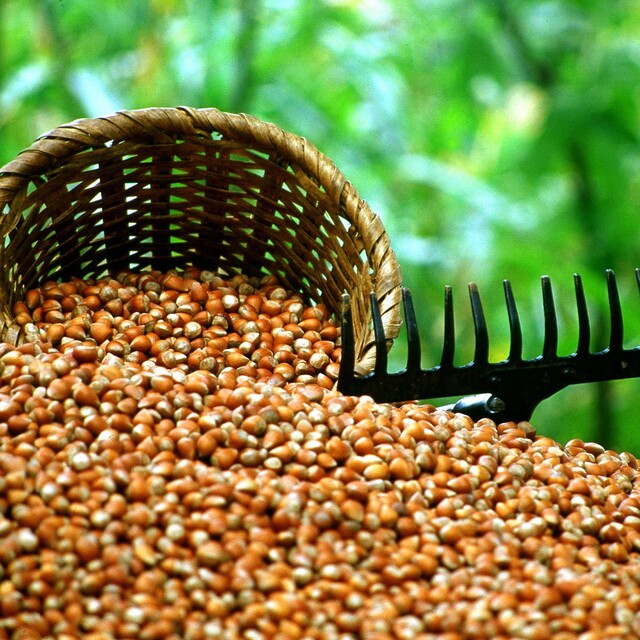 "TMO 80 bin üreticiden 145 bin ton fındık aldı"