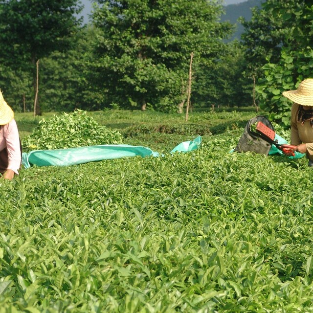 Yaş çay üreticilerine fark ödemesi desteği