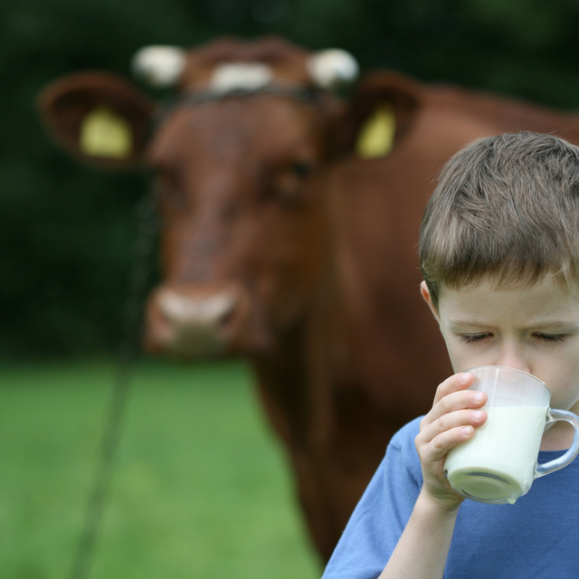 Süt üretimi Ekim'de arttı