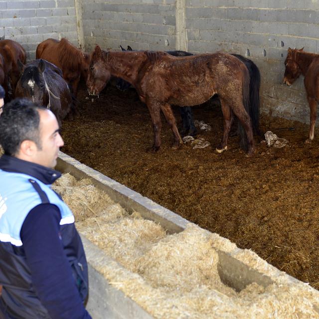 Kesime hazırlanan 50 at ve eşek ele geçirildi - 8 yıl önce