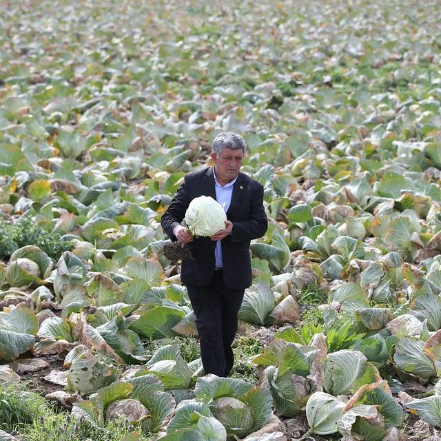 Lahana tarlada kaldı, 10 kuruşa alıcı yok - 8 yıl önce