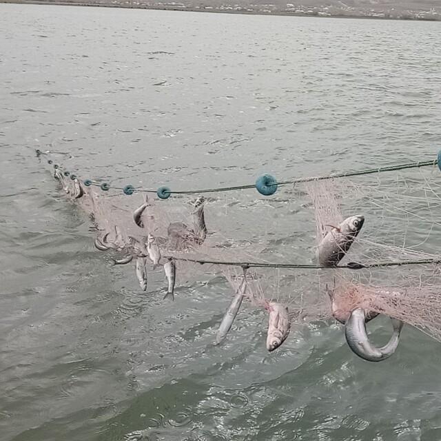 4 ton inci kefaline el konuldu - 8 yıl önce