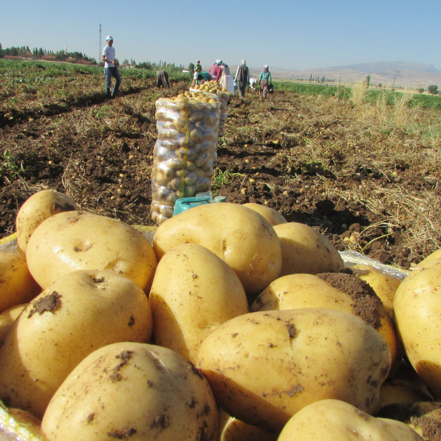 Maliyet arttı, ekim alanı azaldı, patates fiyatı tavan yaptı