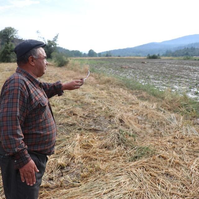TARSİM çiftçiye 151 milyon TL ödeyecek - 8 yıl önce