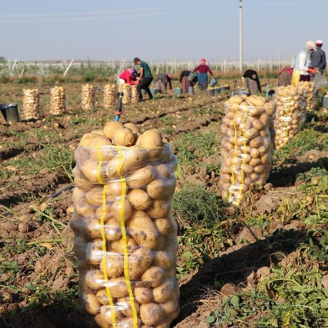 Tarım Kredi Kooperatiflerinden 'patates' açıklaması - 8 yıl önce